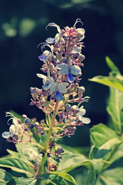 Rotheca serrata,  Clerodendrum Serratum — Stock Photo, Image