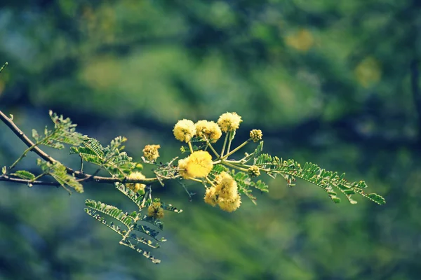 Blüten von Vachellia nilotica, Akazie nilotica, babhul tree, ind — Stockfoto