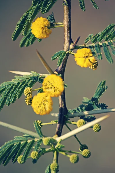 Flowers of Vachellia nilotica, Acacia Nilotica, Babhul tree, Ind — Stock Photo, Image