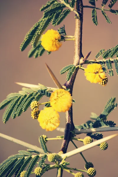 Vachellia nilotica, akasya Nilotica, Babhul ağacı, Ind çiçekler