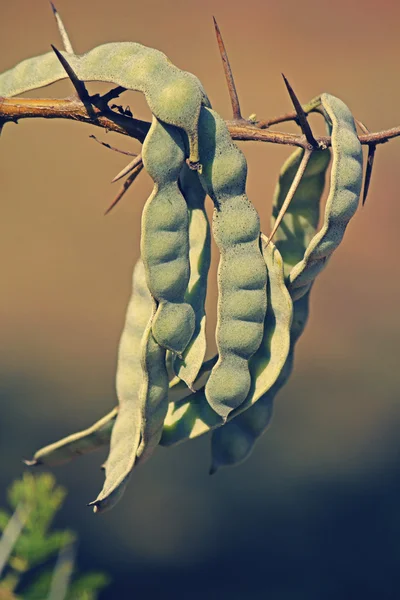 Vachellia nilotica, akasya Nilotica, Babhul ağacı, Hindistan kabukları