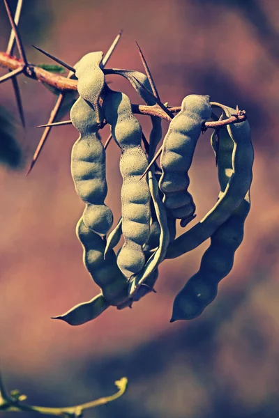 Vachellia nilotica, akasya Nilotica, Babhul ağacı, Hindistan kabukları