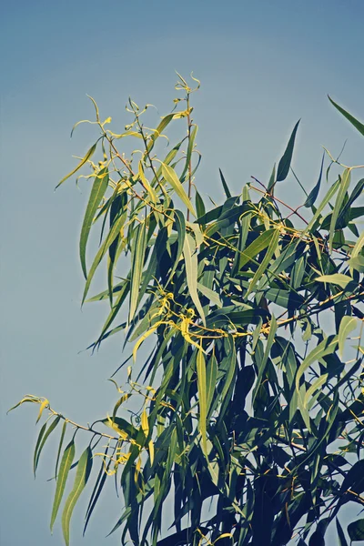 Corymbia citriodora, Lemon Scented Gum — Stock Photo, Image