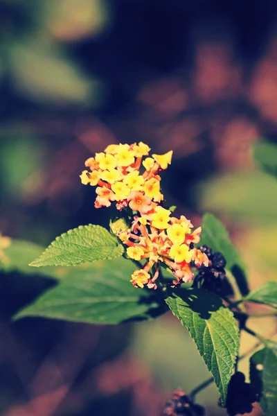 Lantana camara, Rosa de Feston — Fotografia de Stock