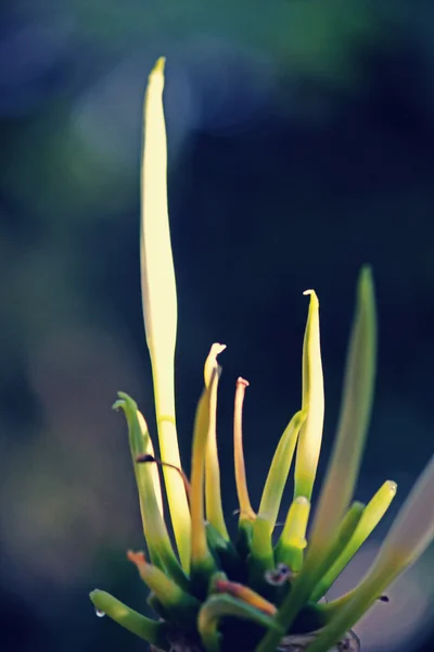 Spider lily, Beach spider lily, Hymenocallis littoralis — Stock Photo, Image