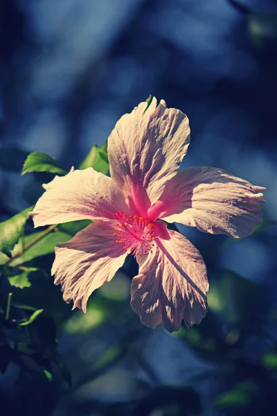 China Rosa, hibisco chinês, Hibisco rosa-sinensis — Fotografia de Stock