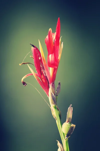 Bloemen of Canna canna lily — Stockfoto