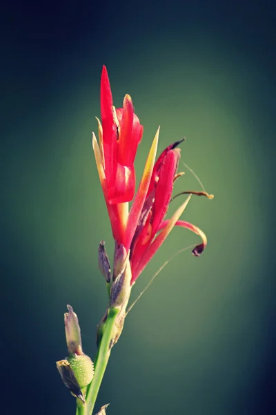 Bloemen of Canna canna lily — Stockfoto