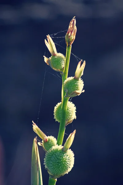 Frukterna av Canna eller canna lily — Stockfoto