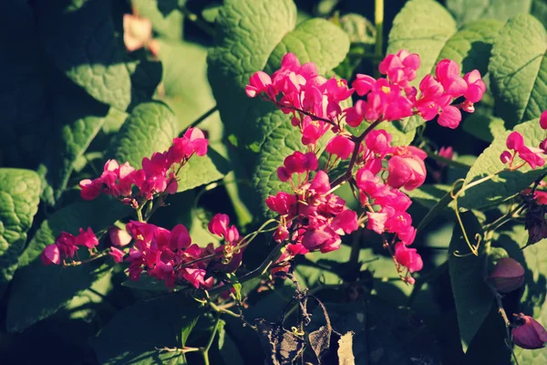 Antigonon leptopus, vigne corail — Photo