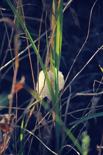 Cocoon Of Froghopper — Stock Photo, Image