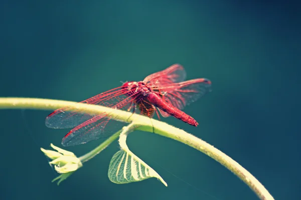 Scarlet yusufçuk, Crocothemis erythraea — Stok fotoğraf