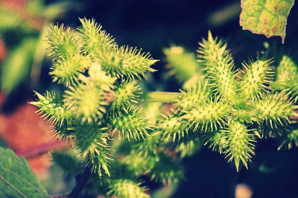 Frutta di Noogoora burr, Xanthium occidentale — Foto Stock