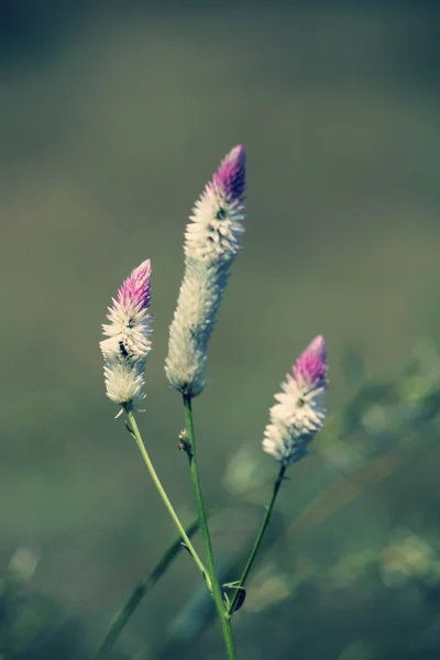 Celosia Argentea fiori, Pettine d'argento, Piume di fenicottero, W — Foto Stock