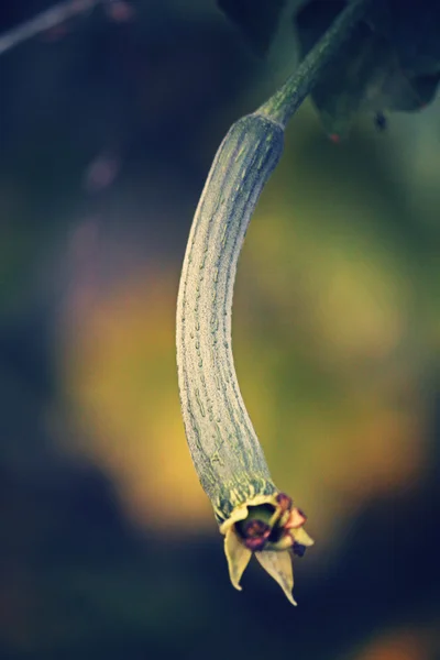 Luffa aegyptiaca, aka Egyptian cucumber — Stock Photo, Image