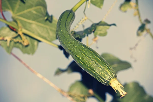 Luffa aegyptiaca, aka Egyptian cucumber — Stock Photo, Image