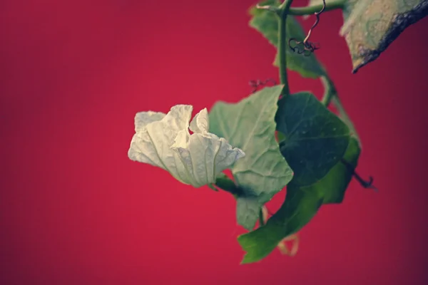 Tindola, ivy kalebas, Cephalandra indica, Coccinia indica — Stockfoto