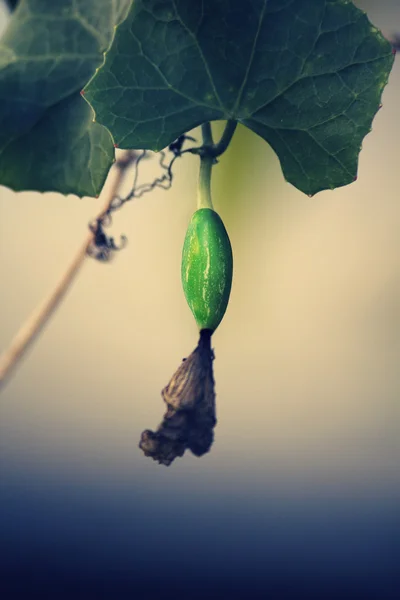 Coccinia grandis, ivy gourd, Cephalandra indica, Coccinia indica — Stock Photo, Image