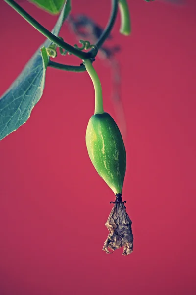 红瓜籼，Cephalandra 籼常春藤葫芦瓜， — 图库照片