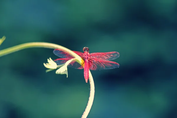 Libellule écarlate, Crocothemis erythraea — Photo