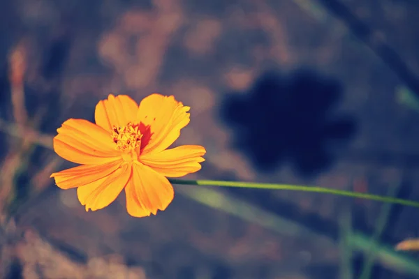 Laranja flor cosmos — Fotografia de Stock