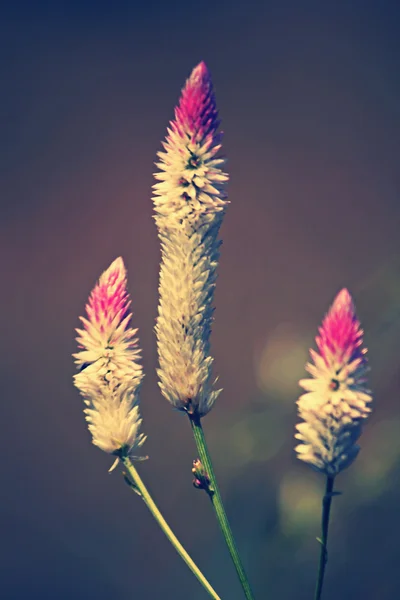 Celosia Argentea flores, Peine de gallo de plata, Plumas de flamenco, W — Foto de Stock