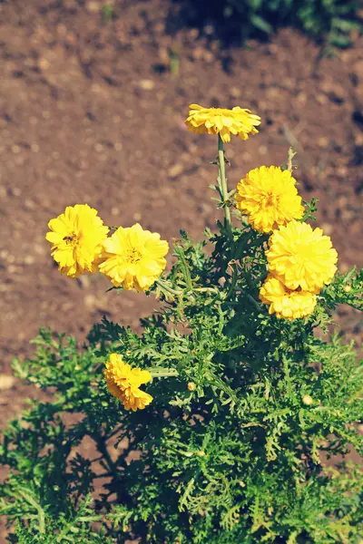 Calendula, Pot Marigold, Englische Ringelblume — Stockfoto