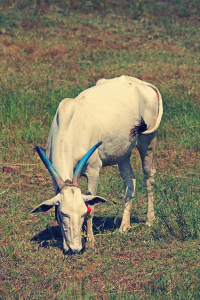 Bull Grazing — Stock Photo, Image