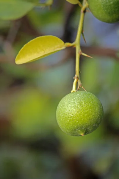 Limone, C. limon — Foto Stock