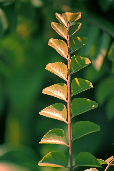 Murraya koenigii — Foto de Stock