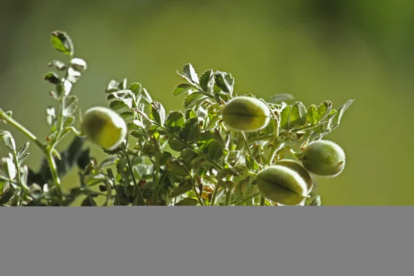 Campo de cicer arietinum l — Foto de Stock