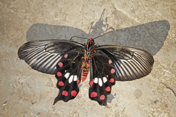 Het gemeenschappelijk Mormon, Papilio polytes is een algemene soort van swallo — Stockfoto