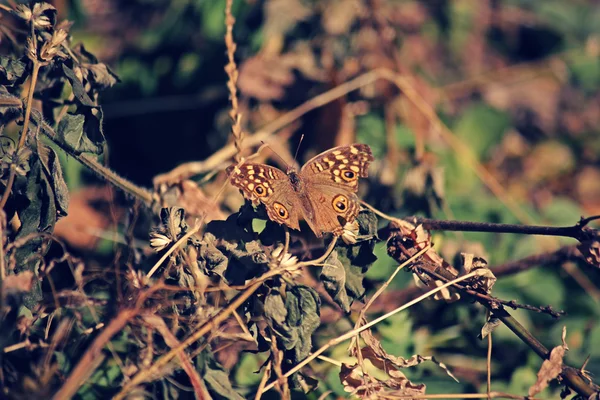 The Lemon Pansy, Junonia lemonias — Stock Photo, Image