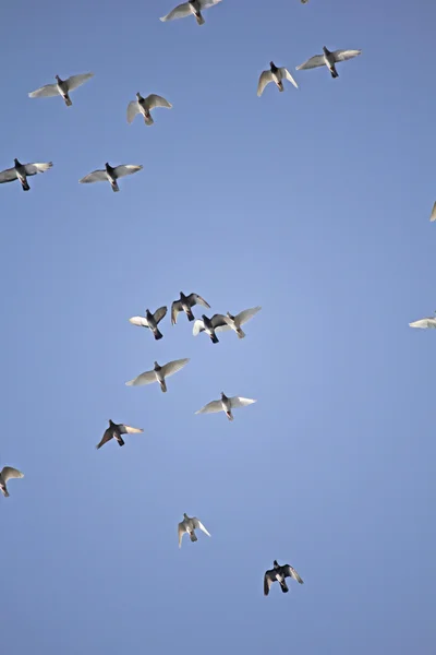 Duvor och duvor i flykten — Stockfoto