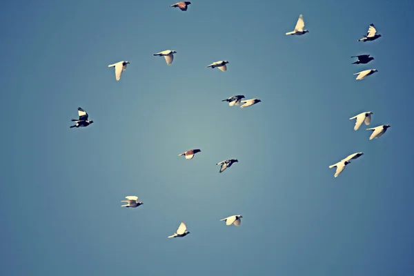 Piccioni e colombe in volo — Foto Stock