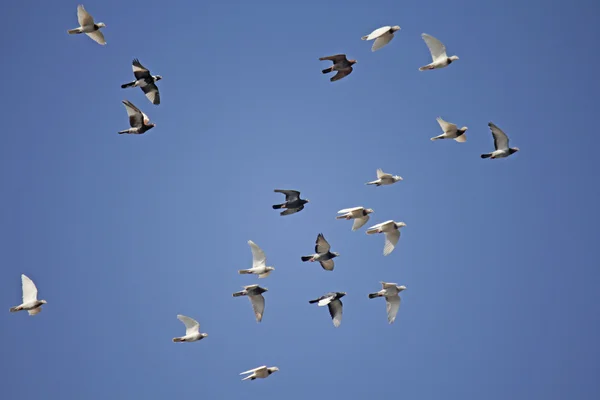 Duvor och duvor i flykten — Stockfoto