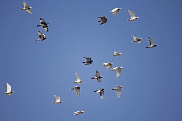 Pigeons and doves in flight