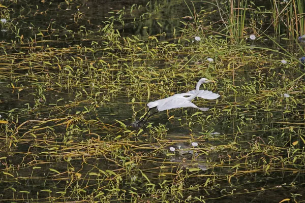 Grande aigrette, Ardea alba — Photo