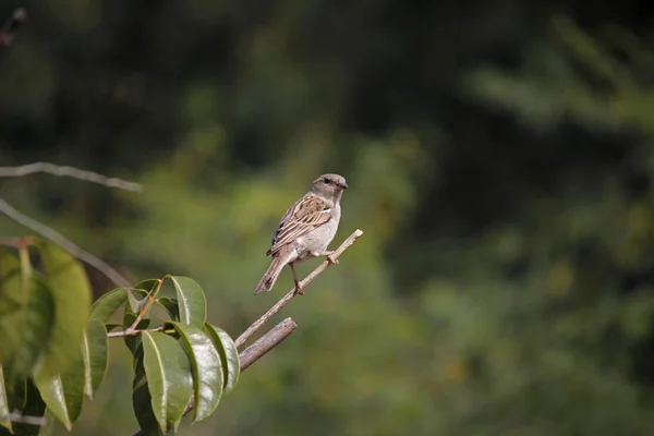 House sparrow, passer domesticus — Stok fotoğraf
