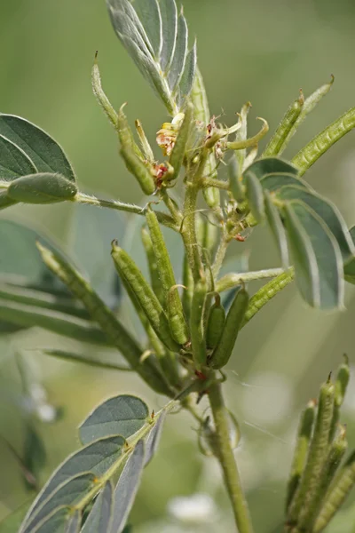 Senna obtusifolia — Stockfoto