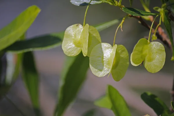 Hoja de racimo de plata, Terminalia sericea — Foto de Stock