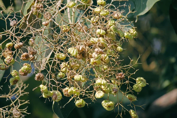 Teakholz, tectona grandis — Stockfoto