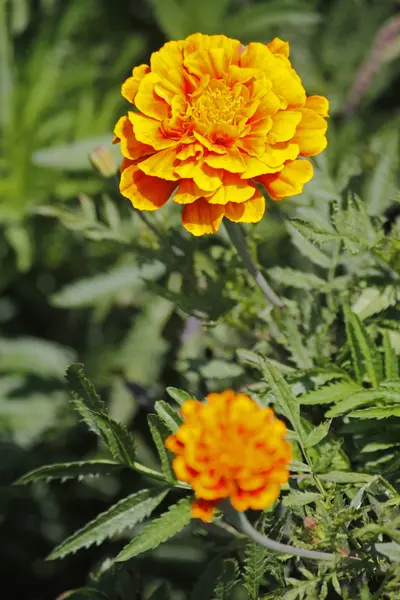 Французская Мэриголд, Tagetes patula — стоковое фото