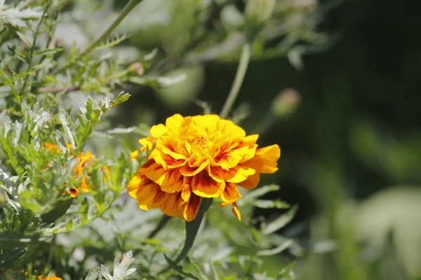 Caléndula francesa, Tagetes patula — Foto de Stock