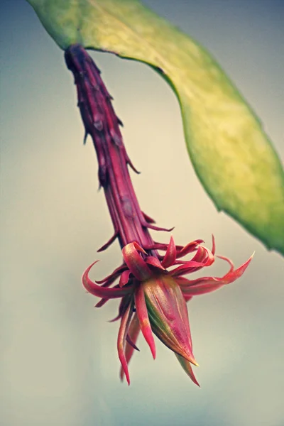 Hylocereus undatus, White-fleshed Pitahaya — Stock Photo, Image