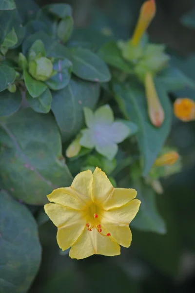 Mirabilis jalapa — стокове фото