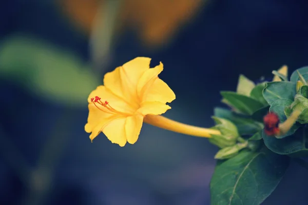 Mirabilis jalapa 2. — Photo