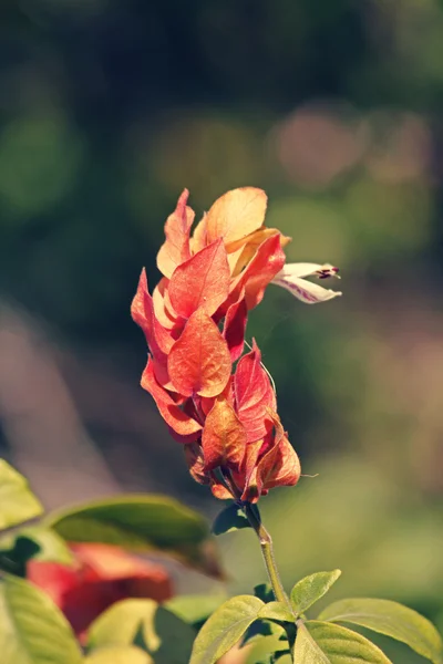 Garnalen Plant, Justicia brandegeana — Stockfoto