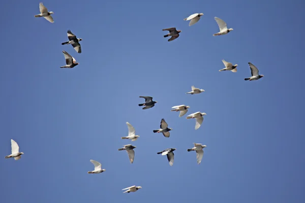 Pigeons and doves in flight Stock Image