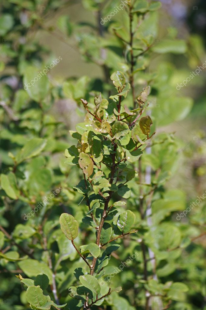 SCARICA LAWSONIA